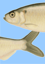 Herring