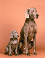 William Wegman