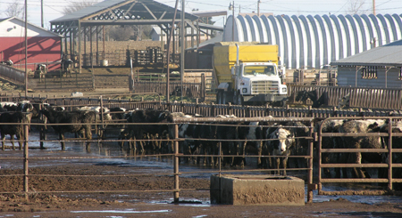 CAFO cows Cr-flickrSocially Responsible Agricultural Project
