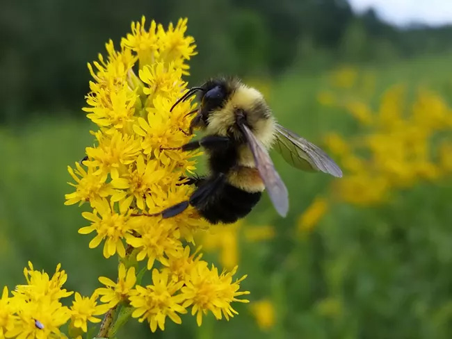 Pollinator bee on Goldenrod - Photo National Park Service