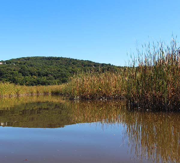 Constitution Marsh